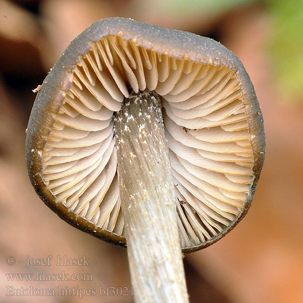 Entoloma hirtipes bf3021