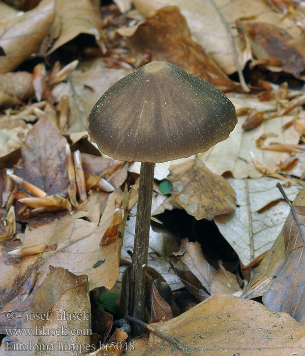 Entoloma hirtipes Csücskös kupakgomba Snørødskivesopp