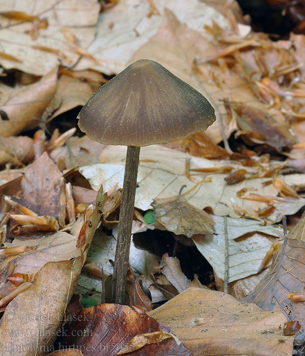 Entoloma hirtipes Wieruszka krucha Энтолома шершавоножковая