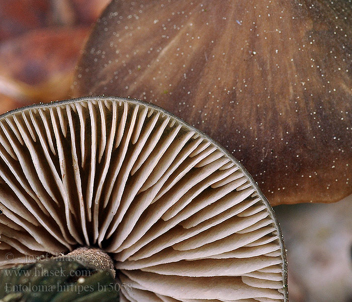 Entoloma hirtipes Gurkrödhätting Snørødskivesopp