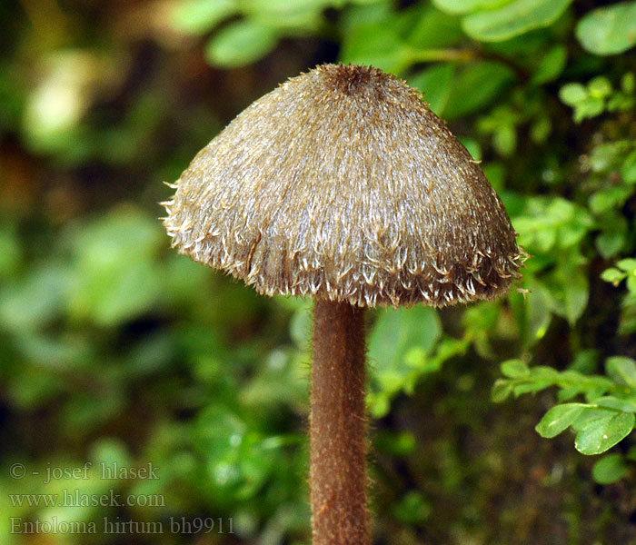 Entoloma hirtum Závojenka chlupatá