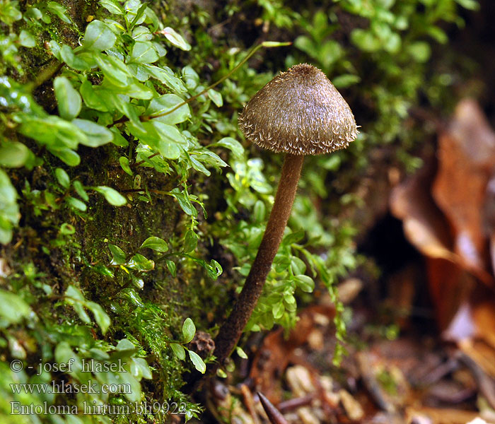 Entoloma hirtum Striegeliger Rötling Harige satijnzwam