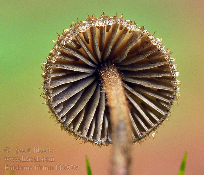 Entoloma hirtum Askegrå rødblad Энтолома шершавоножковая