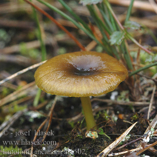 Entoloma incanum aj1502