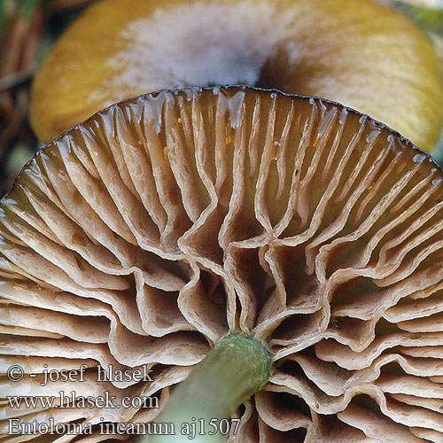 Entoloma incanum Dzwonkówka brązowozielona Braungrüner Rötling Zärtling Entolome pied vert Zelenkasta rdečelistka Groensteelsatijnzwam 녹색외대버섯 Green Pink-gill Grøngul rødblad Viherrusokas Zöldes pitykegomba Grønn rødskivesopp raudskivesopp Энтолома седая Grönnopping Závojenka plavozelená Trávnička plavozelenavá Červenolupen sivý zelenonohý Hodvábnica zelenohlúbiková