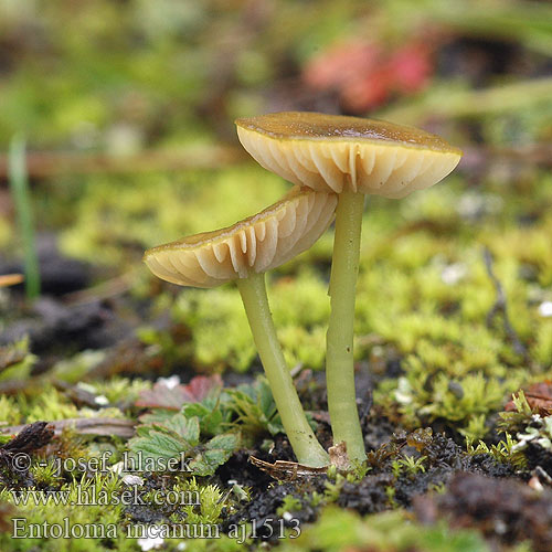 Entoloma incanum Green Pink-gill Grøngul rødblad Viherrusokas Zöldes pitykegomba Grønn rødskivesopp raudskivesopp Энтолома седая Grönnopping Závojenka plavozelená Trávnička plavozelenavá Červenolupen sivý zelenonohý Hodvábnica zelenohlúbiková Dzwonkówka brązowozielona Braungrüner Rötling Zärtling Entolome pied vert Zelenkasta rdečelistka Groensteelsatijnzwam 녹색외대버섯