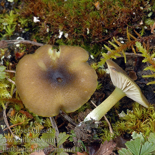 Entoloma incanum am1131