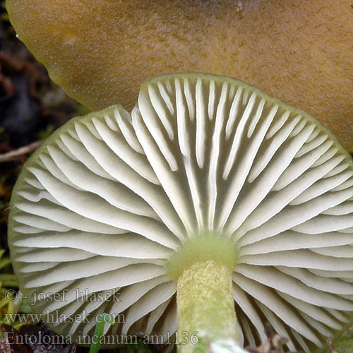 Entoloma incanum am1136