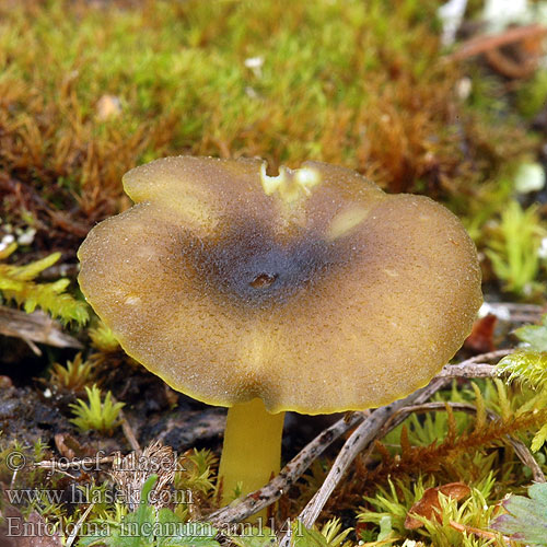 Entoloma incanum am1141