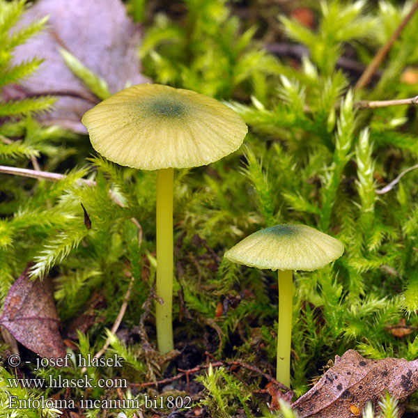 Entolome pied vert Zelenkasta rdečelistka Groensteelsatijnzwam 녹색외대버섯 Green Pink-gill Grøngul rødblad Viherrusokas Zöldes pitykegomba Entoloma incanum Grønn rødskivesopp raudskivesopp Энтолома седая Grönnopping Závojenka plavozelená Trávnička plavozelenavá Červenolupen sivý zelenonohý Hodvábnica zelenohlúbiková Dzwonkówka brązowozielona Braungrüner Rötling Zärtling