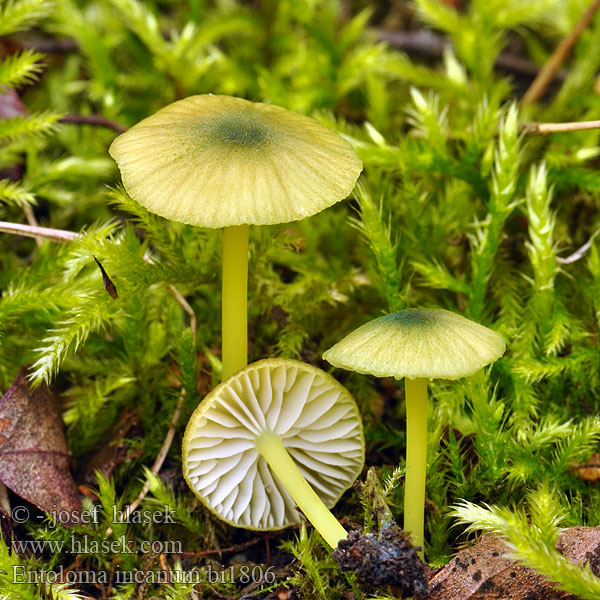 Entoloma incanum bi1806