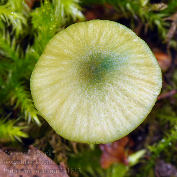 Entoloma incanum bi1813