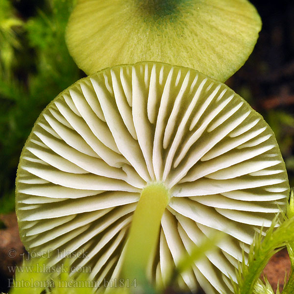 Zöldes pitykegomba Entoloma incanum Grønn rødskivesopp raudskivesopp Энтолома седая Grönnopping Závojenka plavozelená Trávnička plavozelenavá Červenolupen sivý zelenonohý Hodvábnica zelenohlúbiková Dzwonkówka brązowozielona Braungrüner Rötling Zärtling Entolome pied vert Zelenkasta rdečelistka Groensteelsatijnzwam 녹색외대버섯 Green Pink-gill Grøngul rødblad Viherrusokas