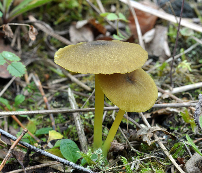 Závojenka plavozelená Entoloma incanum