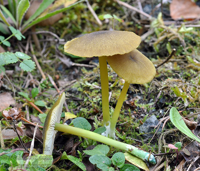 Entoloma incanum