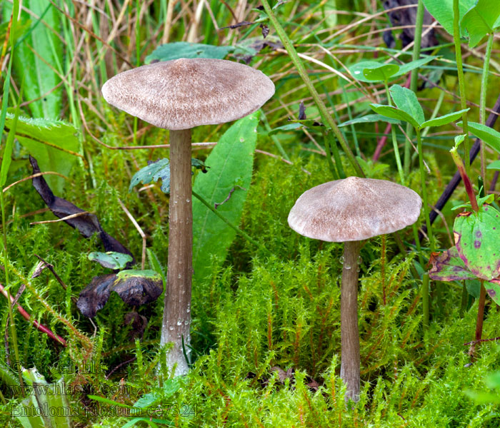 Entoloma jubatum Závojenka sazolupenná Rußblättrige Rötling