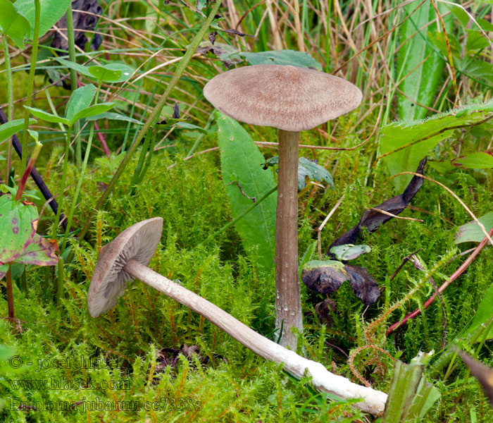 Entoloma jubatum Fijnschubbige satijnzwam Ruskællet rødblad