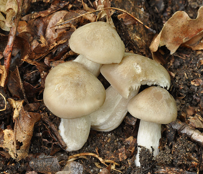 Entoloma lividoalbum Závojenka olovověbílá hnědošedavá