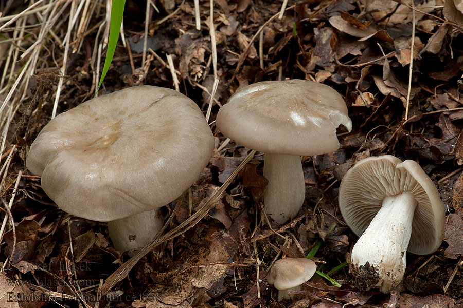 Weißstieliger Rötling Weißgrauer Geelbruine satijnzwam