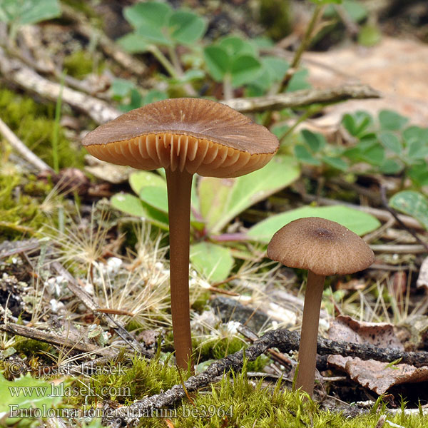 Entoloma longistriatum be3964