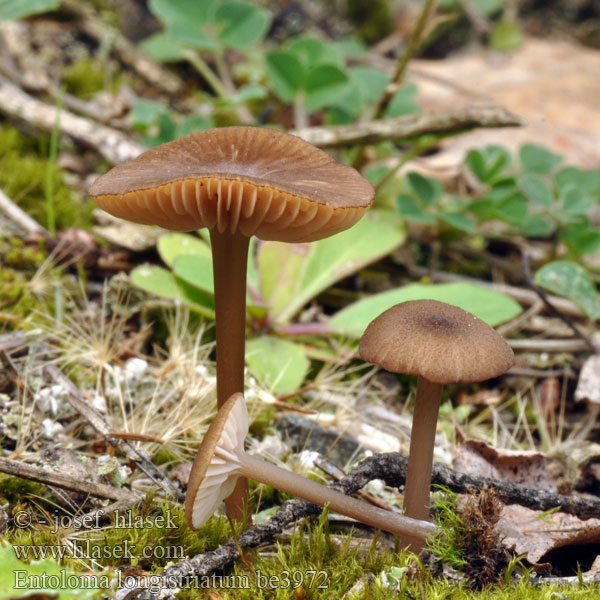 Entoloma longistriatum be3972