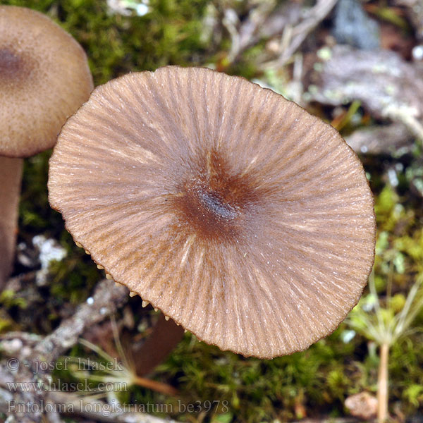 Závojenka rýhovaná Gråfodet rødblad Entolome longues stries Gestreifter Zärtling Entoloma longistriatum