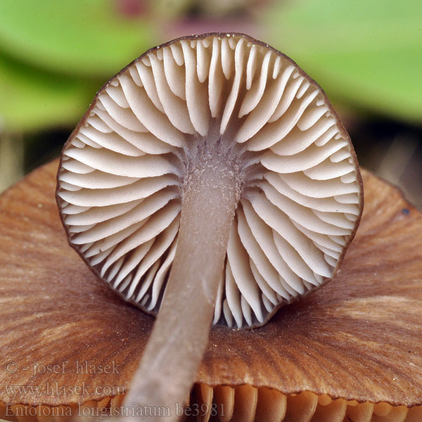 Entoloma longistriatum be3981