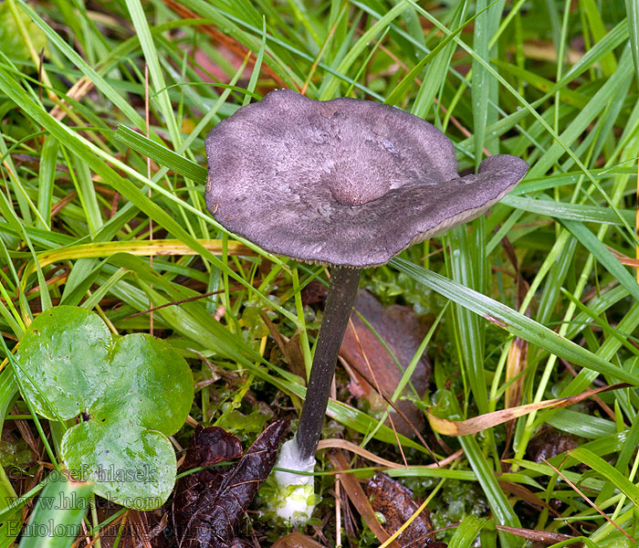 Entoloma mougeotii Závojenka Mougeotova Schiefergrauer Zärtling