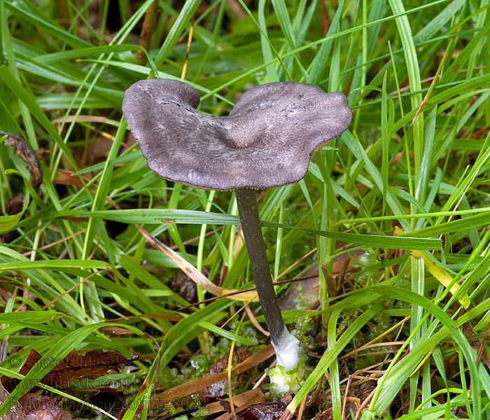 Entoloma mougeotii Lilagrijze satijnzwam Dzwonkówka popielatofioletowa