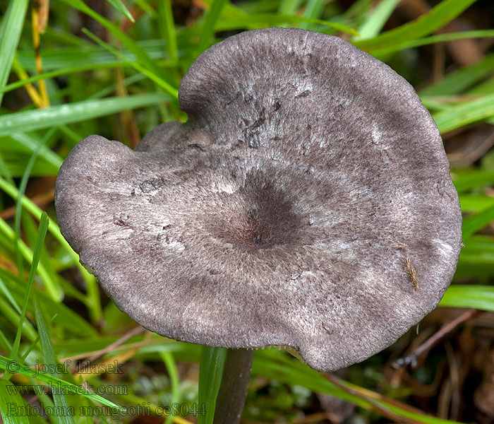 Entoloma mougeotii Hodvábnica Mougeotova Violetgrå rødblad