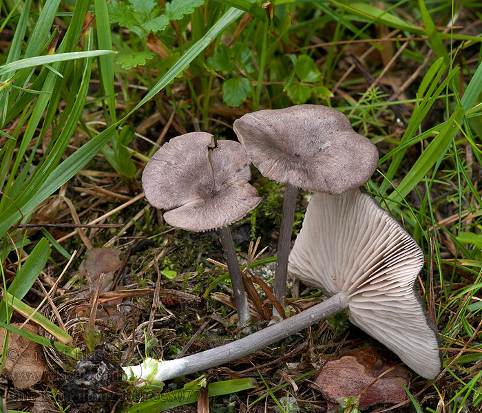 Entoloma mougeotii Gråblå nopping Violettirusokas