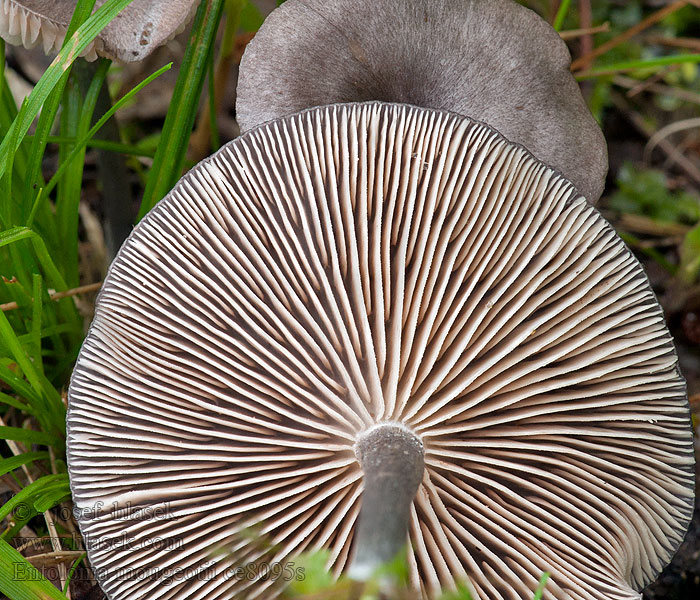 Entoloma mougeotii Entolome Mougeot Fiolett rødspore