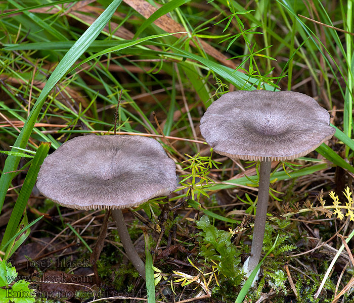 Schiefergrauer Zärtling Entoloma mougeotii