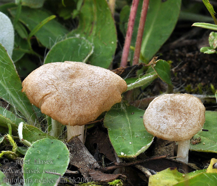 Entoloma neglectum Энтолома заброшенная Závojenka zanedbaná