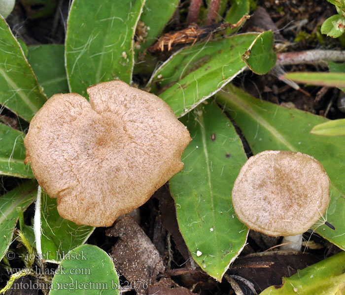 Entoloma neglectum bk2076