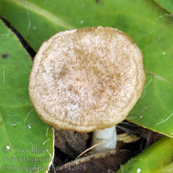 Entoloma neglectum bk2078