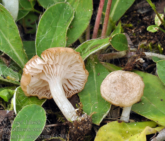 Entoloma neglectum bk2081