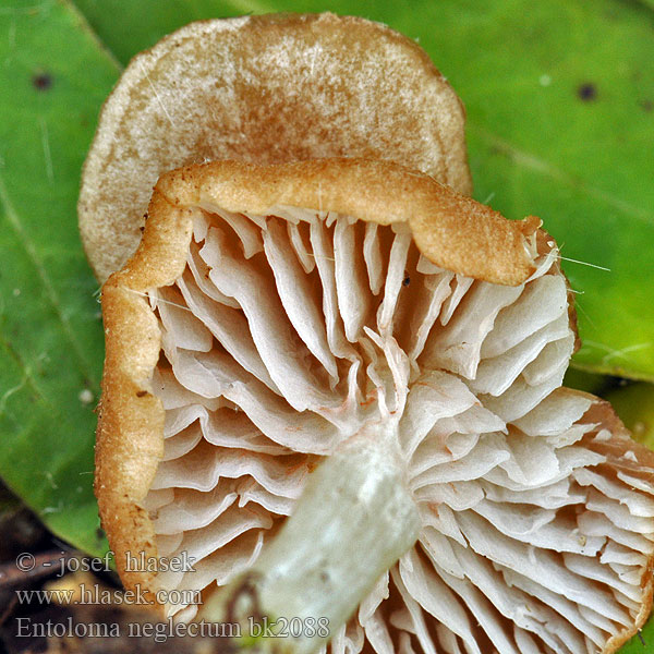 Entoloma neglectum bk2088