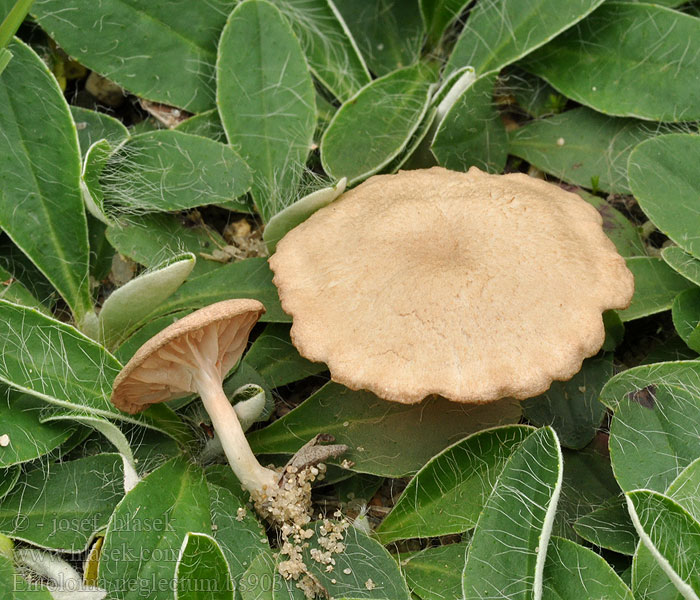 Entoloma neglectum Isabellfarbener Nabelrötling