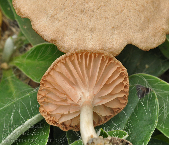 Entoloma neglectum Bleg rødblad Bleekgele Satijnzwam