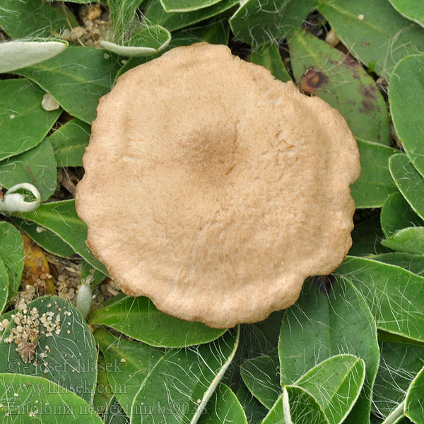 Entoloma neglectum Falsk navlerødskivesopp