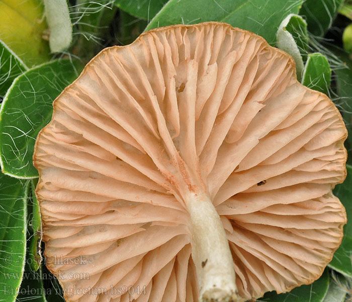 Entoloma neglectum Dzwonkówka żółtawobiała Blek navelrödling