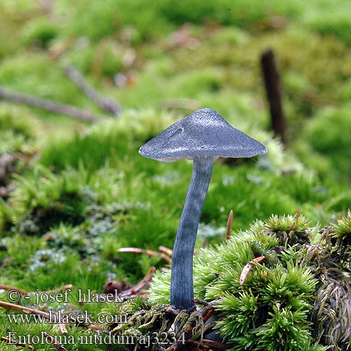 Entoloma nitidum Závojenka lesklá Dzwonkówka niebieskawa