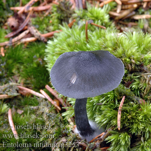 Entoloma nitidum Stahlblauer Rötling Entolome brillant