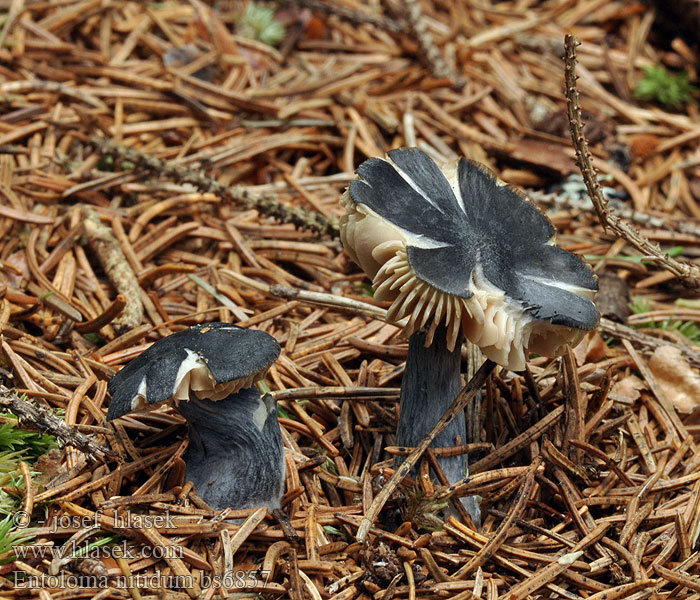 Stålblå rødblad Энтолома красивая Steel-blue Entoloma