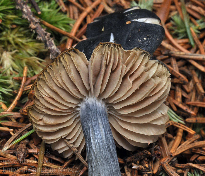 Entoloma_nitidum_bs6862