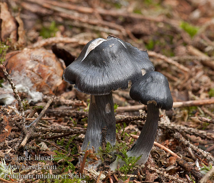 Závojenka lesklá Entoloma nitidum