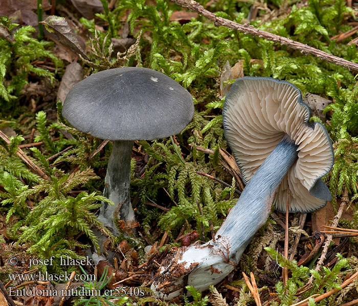 Dzwonkówka niebieskawa Entoloma nitidum