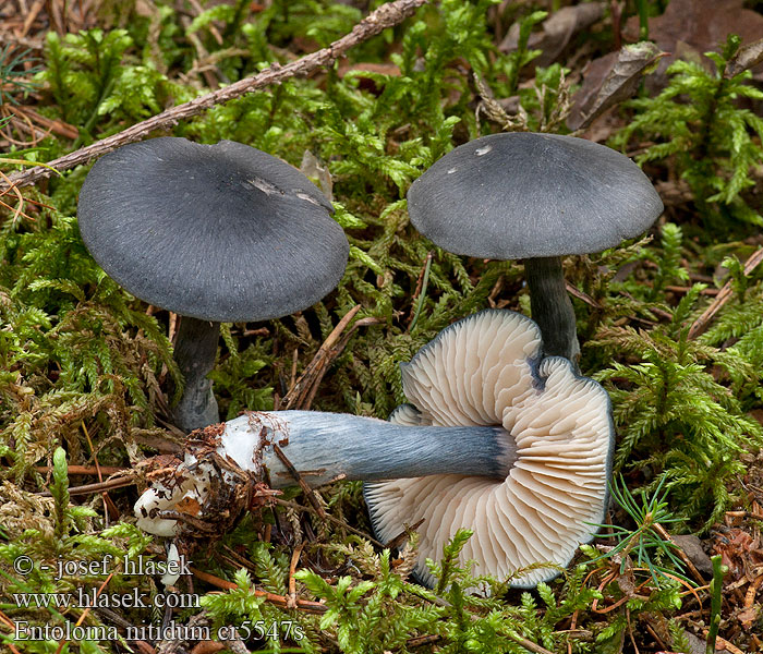 Wieruszka lśniąca Hodvábnica modrá Entoloma nitidum