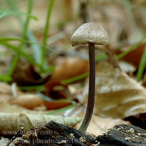 Entoloma placidum Leptonia placida Závojenka mírná buková Boknopping Noordeloos Buchenwald-Zärtling Buchenroetling Buchenwaldzaertling Buchenwald-Rötling Vedrødskivesopp Pyökkirusokas Bøge-rødblad